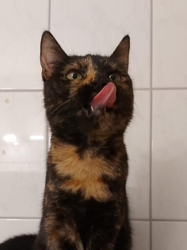 Akito - Host (N)SFW/ Gambler